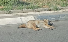 صور يافا: "مصير مأساوي محتوم"  العثور على  أبن أوى نافق على جنبات الطريق 